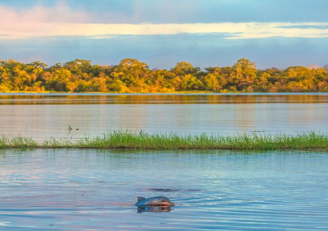 Süßwasserdelfin im Sprung