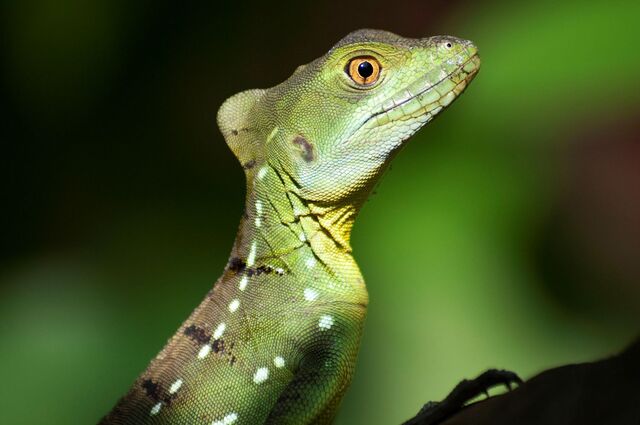 Stirnlappenbasilisk