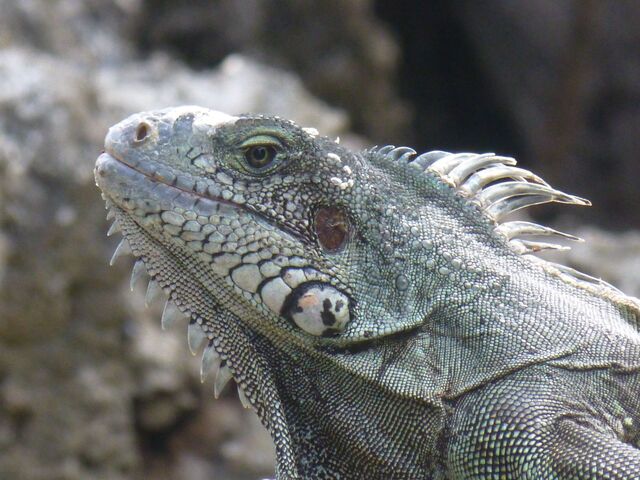Leguan