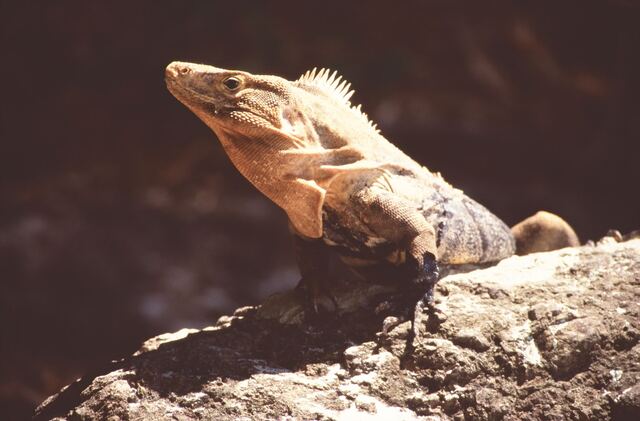 Leguan