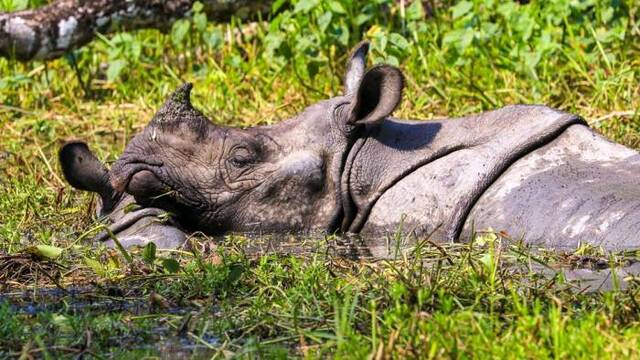 Nashorn im Chitwan Nationalpark