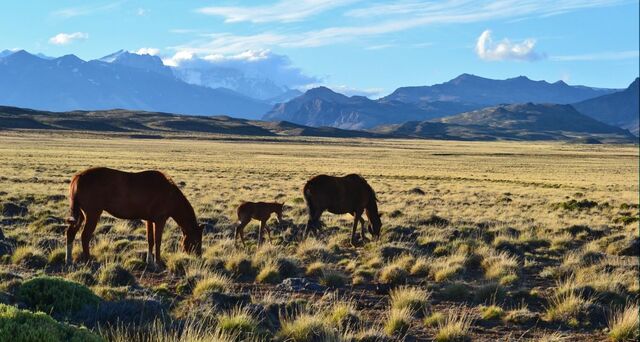 Pferde bei El Calafate mit Fohlen