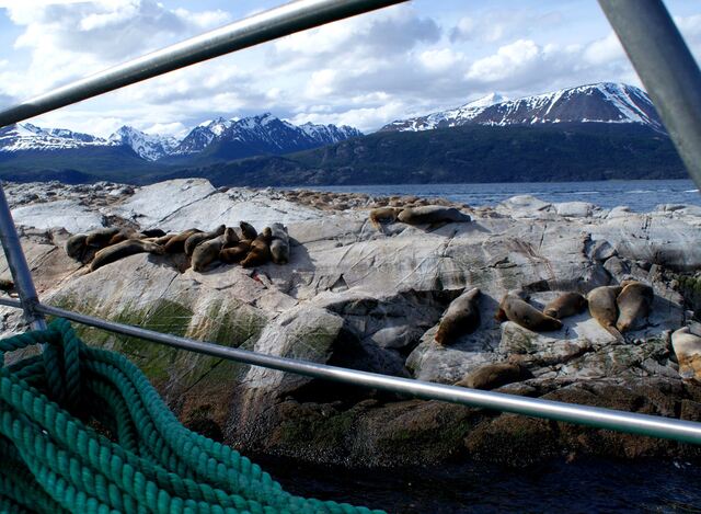 Seelöwen bei Ushuaia (Mit freundlicher Genehmigung unserer Kunden G. und R. M.)
