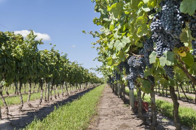 Weinanbau (© Ministerio de Turismo Uruguay/Leo Correa)