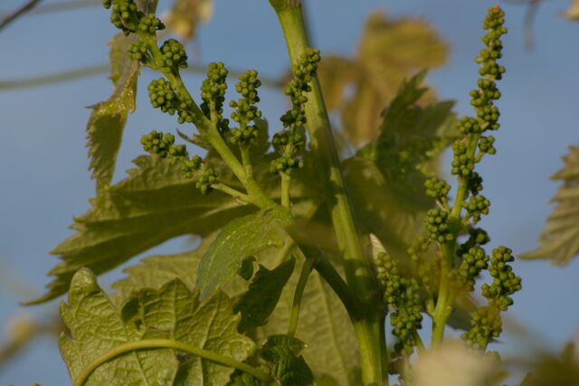 Weinstock (© Ministerio de Turismo Uruguay/Serrana Diaz)