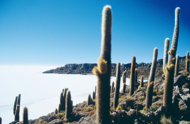 Insel Incahuasi im Salar de Uyuni