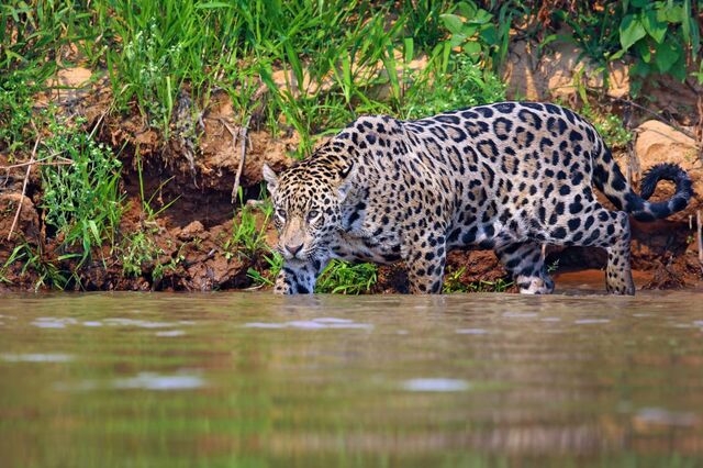 Jaguar