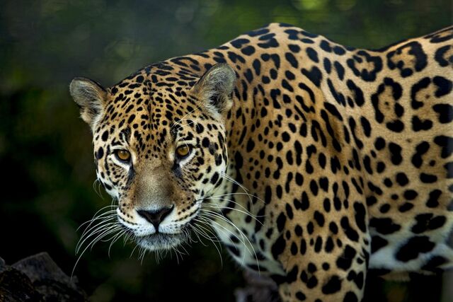 Die drittgrößte Katze der Welt, der Jaguar (Panthera onca)