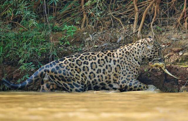 Jaguar