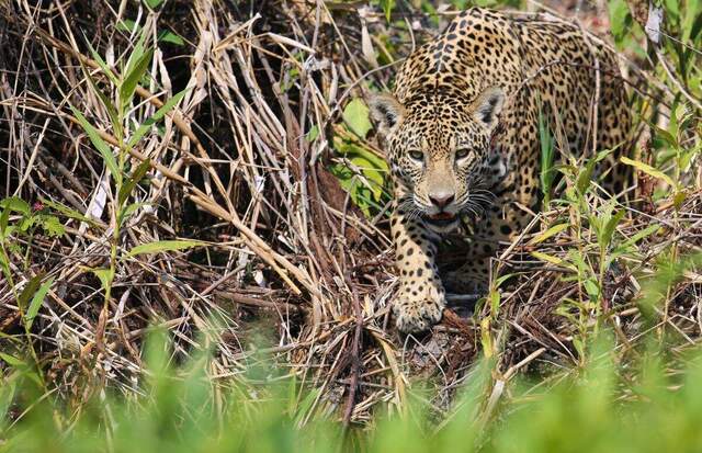 Jaguar auf der Pirsch