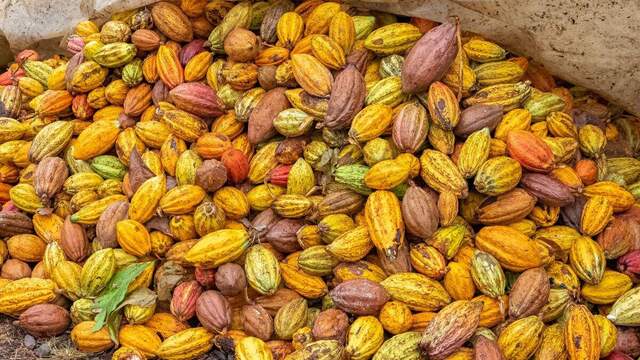 Kakaoschoten in Sao Tome und Principe, Haufen Kakaoschoten trocknen