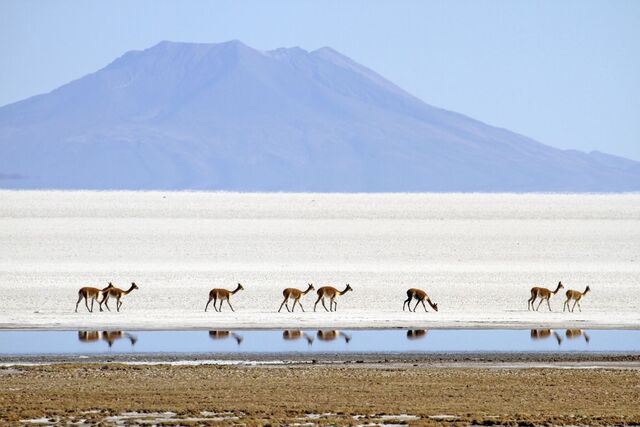 Vicuñas am Salar de Uyuni