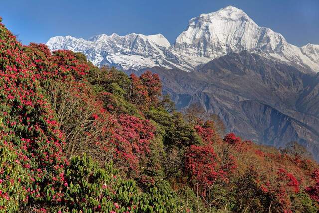 Die Rhododendrenwälder am Poon Hill sind im April in voller Blüte. Dahinter thront der Dhaulagiri.
