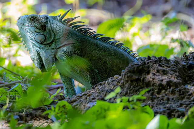 Grüner Leguan