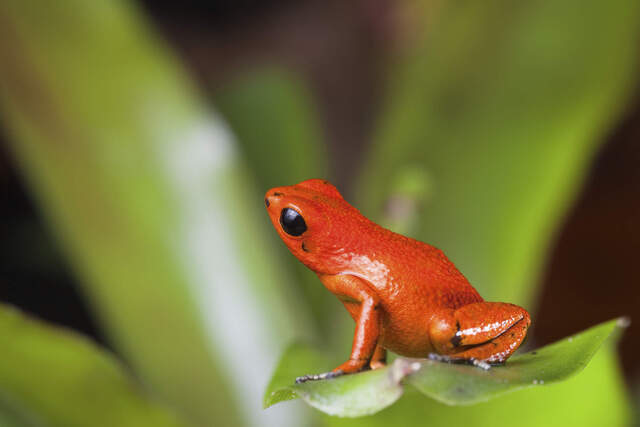 Pfeilgiftfrosch im Regenwald von Bocas del Toro