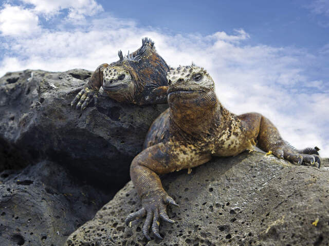 Meerechsen auf Galápagos