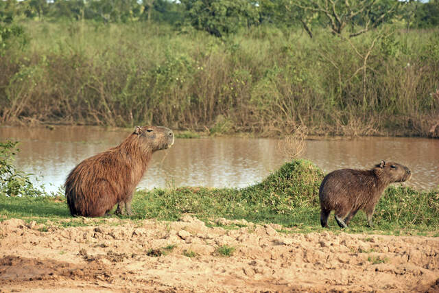 Pampas de Enin