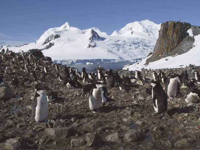 Pinguinkolonie